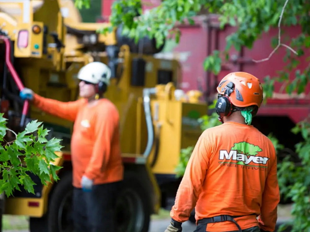 Tree service
